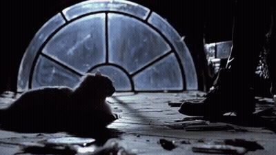 Person Standing Next To Cat Laying In Front Of Stained Glass Window GIF