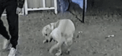Person Standing Next To Dog On Hind Legs GIF