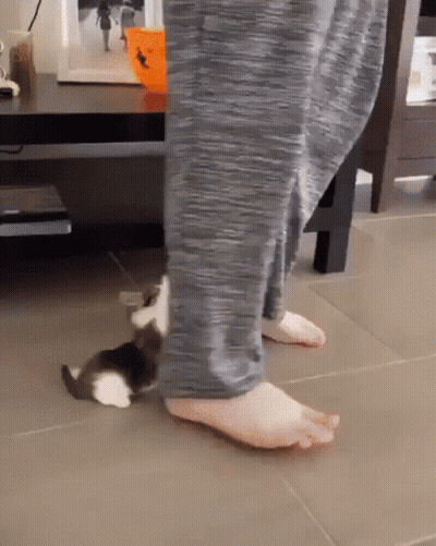 Person Standing Next To Kitten Laying On Floor GIF