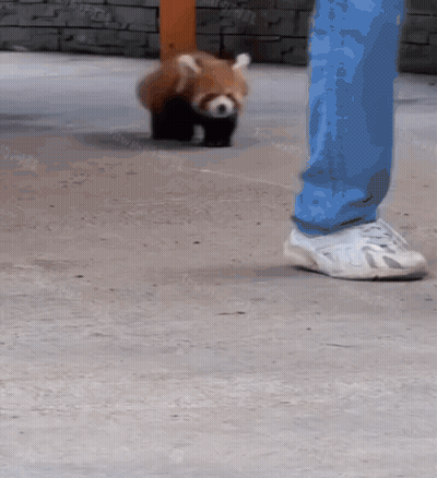Person Standing Next To Red Panda On Sidewalk GIF