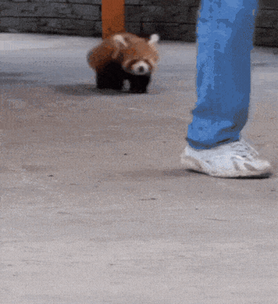 Person Standing Next To Red Panda GIF