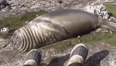Person Standing Next To Seal GIF