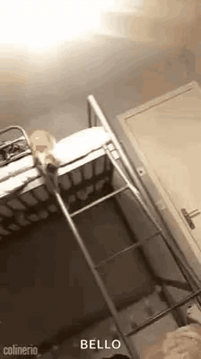 Person Standing On Bunk Bed With Ladder GIF