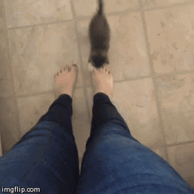 Person Standing On Tiled Floor With Cat Walking Towards Them GIF