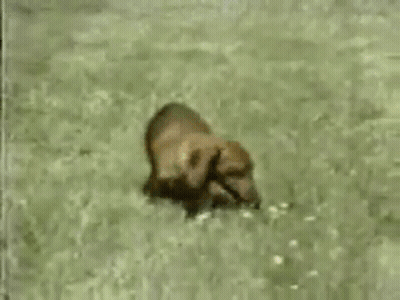 Person Swimming In Pool With Plane GIF