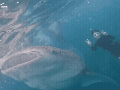 Person Swimming Next To Whale With Labels GIF