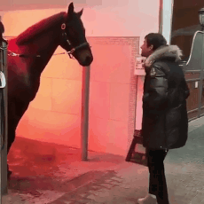 Person Teaching Horse