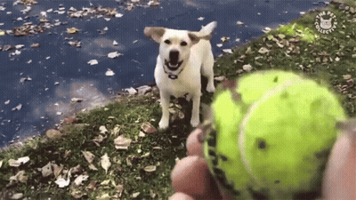 Person Throwing Tennis Ball At Dog With Pet Project Logo GIF