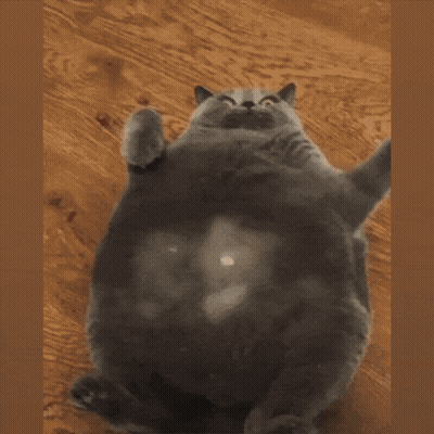 Person Touching Cat Belly While Lying On Back GIF