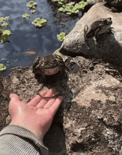 Person Touching Frog On Rock GIF