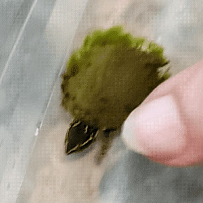 Person Touching Small Green Turtle GIF