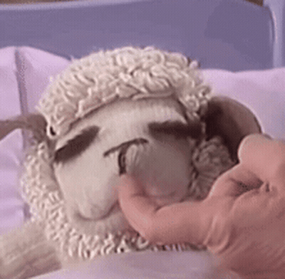 Person Touching Stuffed Sheep's Face GIF