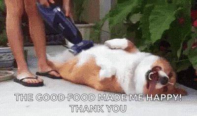 Person Vacuuming Corgi Laying On Back GIF