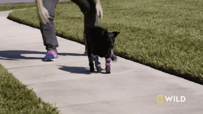 Person Walking Black Dog National Geographic GIF