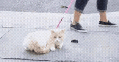 Person Walking Cat On Leash GIF