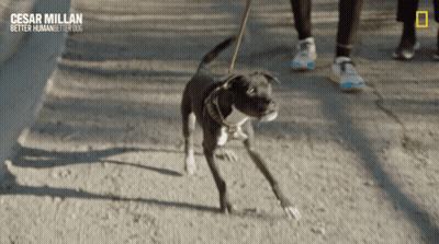 Person Walking Dog Cesar Millan Better Human Better Dog GIF
