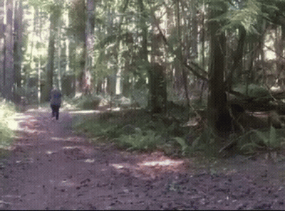 Person Walking On Path In Woods GIF
