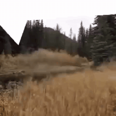 Person Walking Through Field With Trees GIF