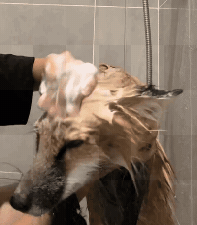 Person Washing Dog's Head With Soap GIF