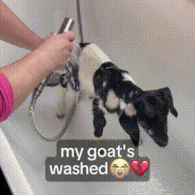 Person Washing Goat In Bathtub My Goat's Washed GIF