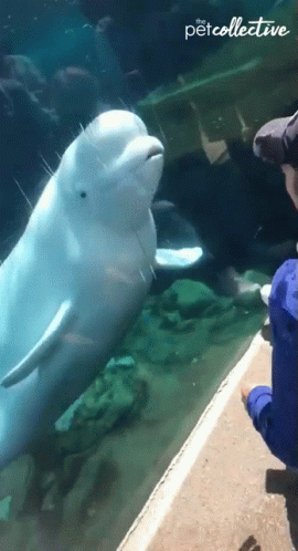 Person Watching Beluga Whale At Aquarium Petcollective GIF