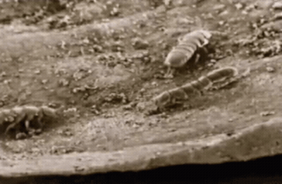 Person Wearing Headphones Holding Butterflies GIF