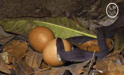 Person With Green Bow Around Neck GIF