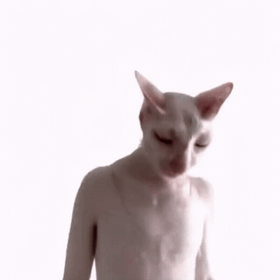 Person With Hairless Cat On Head Covering Nose GIF
