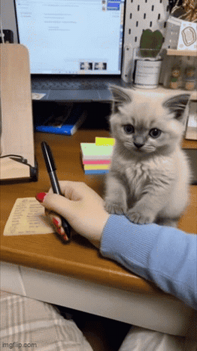 Person Writing While Kitten Watches GIF