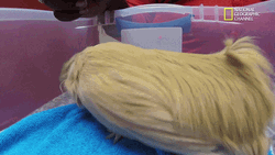Peruvian Guinea Pigs Wearing Purple Pants GIF