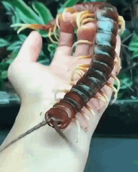 Peruvian Insect Centipede