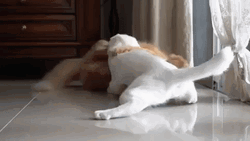Pet Cat Fight GIF