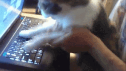 Pet Cat Typing On Laptop GIF
