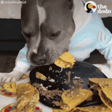Pet Dog Eating Tacos GIF
