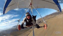 Pet Dog Paragliding