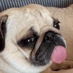 Pet Lover GIF