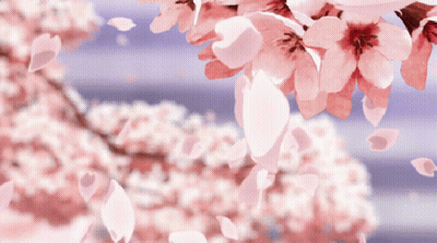 Petals Falling From A Cherry Blossom Tree GIF