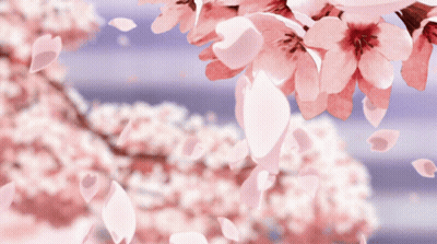 Petals Falling From A Tree With Pink Flowers GIF