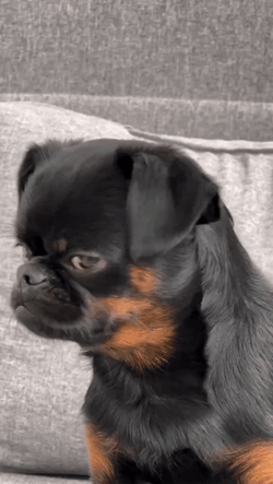 Petit Brabancon Sad Meme GIF