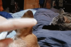 Pets Relaxing In Bed GIF