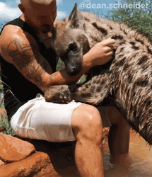 Petting A Wild Hyena GIF