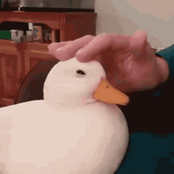 Petting American Pekin GIF