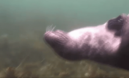 Petting And Belly Scratching Seal GIF