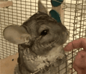 Petting Chinchilla To Relax Loves It GIF