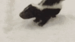 Petting Cute Baby Skunk GIF