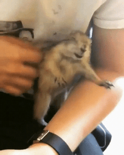 Petting Cute Prairie Dog GIF
