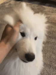Petting Maluviana Dog GIF