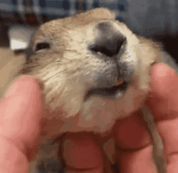 Petting Prairie Dog GIF