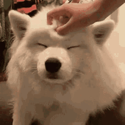 Petting Samoyed Cute Dog GIF