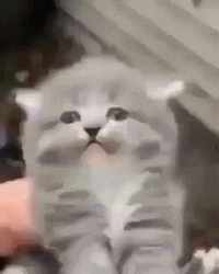 Petting Screaming Cat Meme GIF